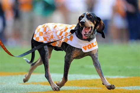 Smokey. Best mascot in college football. | Live mascot, Dog football ...