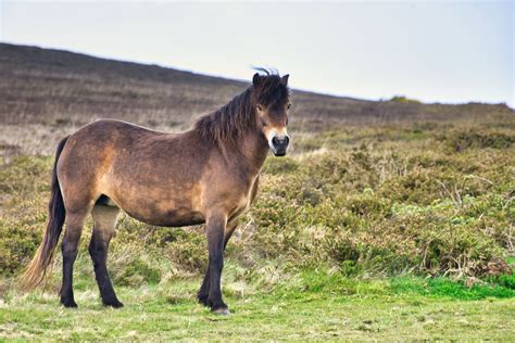 Exmoor National Park and Surrounds