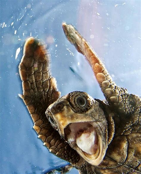 Happy turtle!! | Happy animals, Happy turtle, Turtle