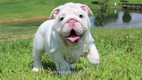 ShrinkAbulls white English bulldog puppy! - YouTube