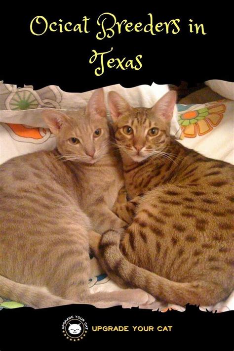 Ocicat Breeders in Texas