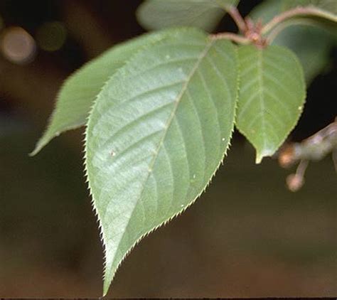 Prunus serrulata | Landscape Plants | Oregon State University