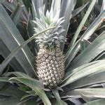 Frozon pineapple pulp, for Food, Juice, Packaging Type : Carton Box, Corrugated Paper Box - Pio ...