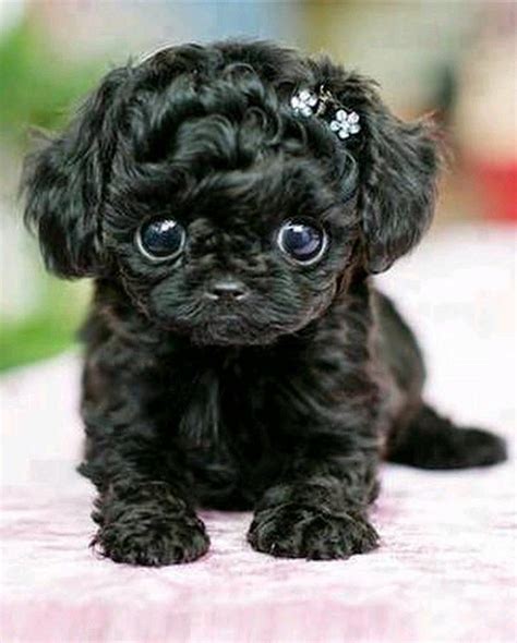 Bebe Cute Teacup Puppies, Cute Dogs And Puppies, Doggies, Teacup Poodles, Teacup Maltipoo ...