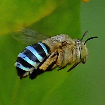 Buzz Pollination: The Secret Dance of Australian Native Bees | The Seed Collection