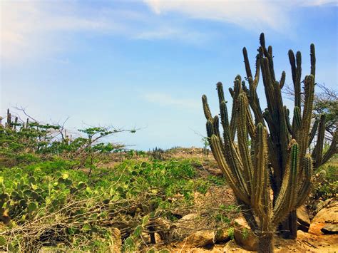 Exploring the Rugged, Wild Side of Aruba’s East Coast – thelastbachelorette