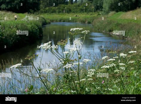 Wild flowers grow in abundance along the banks of the river mersey, as it flows between ...