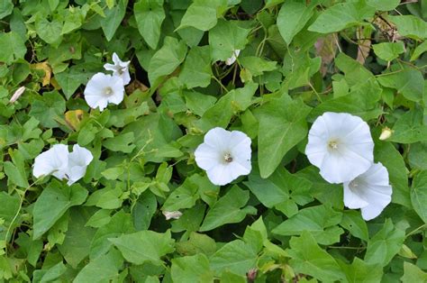 6 Ways To Get Rid Of Morning Glory - Remove Bindweed