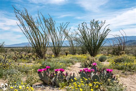 A visit to the Anza-Borrego Desert to see the wildflower super bloom