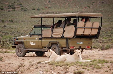 South Africa safari: Wild for white lions at sensational Sanbona ...