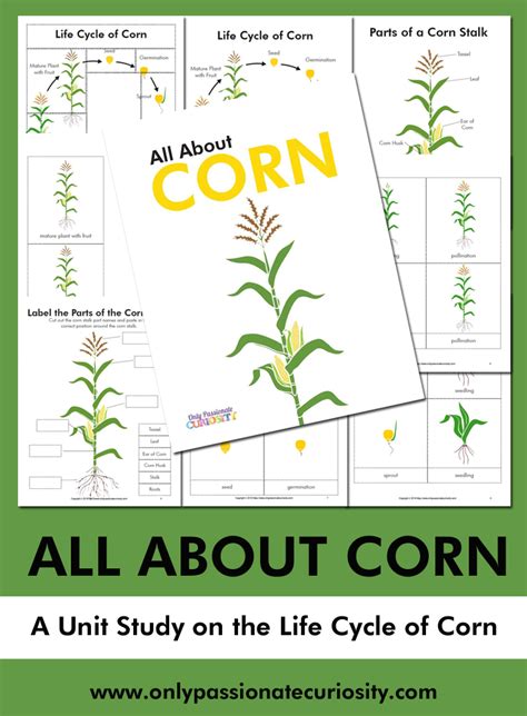 All About Corn : Life Cycle Unit Study | Study unit, Life cycles, Life cycles lessons