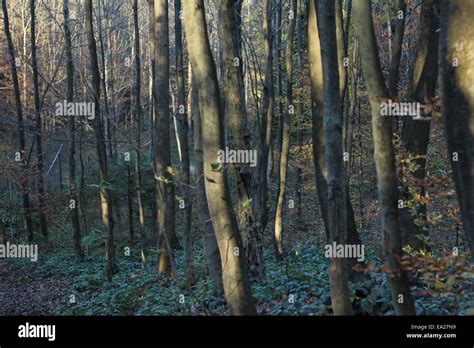 Autumn forest landscape Stock Photo - Alamy