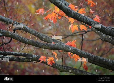 sugar maple branches and leaves in autumn acer saccharum Stock Photo ...