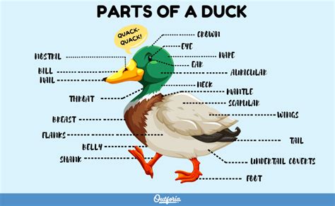 24 Types of Ducks in Sweden: Identifying Characteristics, Range Maps ...