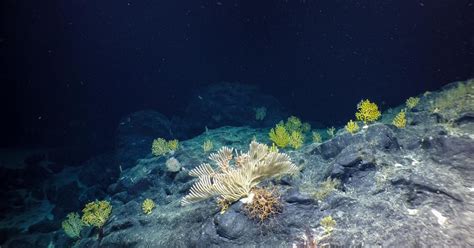 Get To Know Deep Sea Corals of the Central Pacific | Nautilus Live