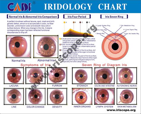 eye reflexology chart 10 pcs free downlaod | iriscope | iridology ...