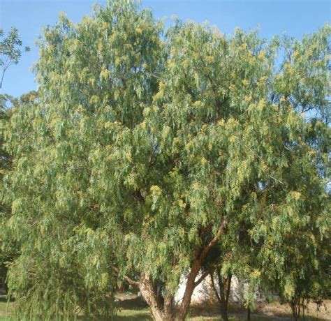 Schinus Molle (Common Name - Pepper Tree)175mm Pot - Dawsons Garden World