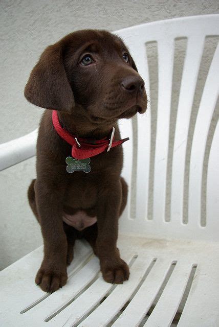 Cocoa the Labrador dog. Green eyes. Cute | http://petgirl.lemoncoin.org | Baby dogs, Labrador ...