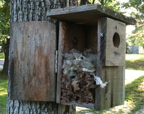 Martha's Blog: Where Do Bumblebees Nest?