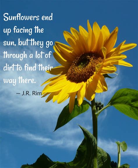 Sunflower Quotes - 20 Best Sunflower Sayings with Images