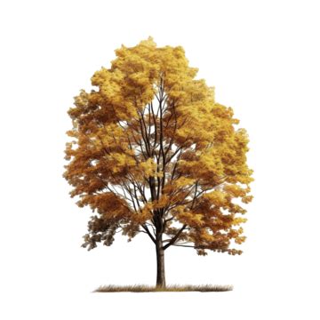 Forest Tree Plant Autumn, Forest, Big Tree, Plant PNG Transparent Clipart Image and PSD File for ...