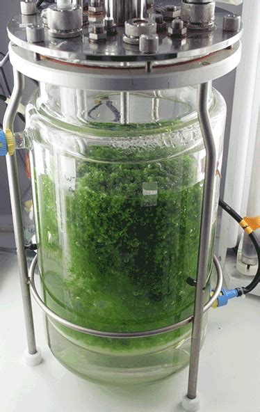 Algae Photobioreactor: Total Control Over Your Algae Environment