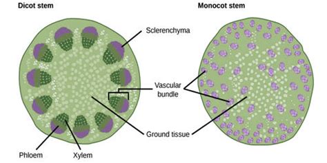 Difference between Anatomical Structures of Dicot Stem and Monocot Stem - QS Study