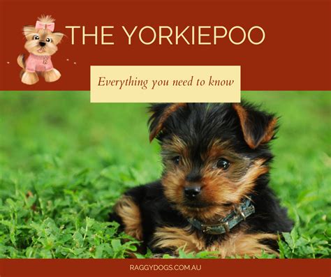 How Much Does A Yorkie Poo Cost? Unveiling The Price Of This Adorable Breed