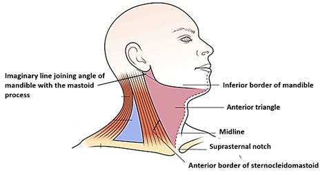 parts temporal bone