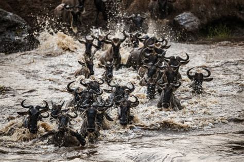 Wildebeest Stampede Stock Photos, Pictures & Royalty-Free Images - iStock