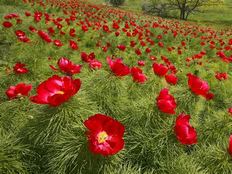 Fernleaf peony - info, planting, care and tips - live-native.com