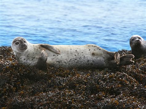 Skye Wildlife, nature, animals, birds in Skye and Lochalsh, White ...