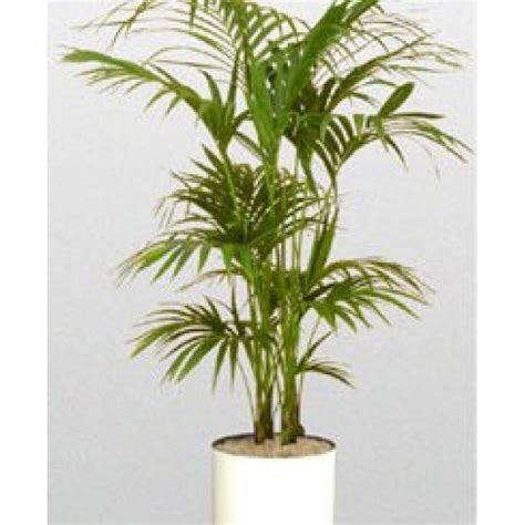 Kentia Palm buy online at cheap price in India on plantsguru.com