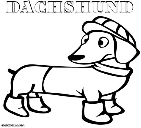 Dachshund