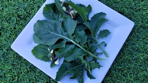 GMO Free Arugula Seeds – GreenDesert