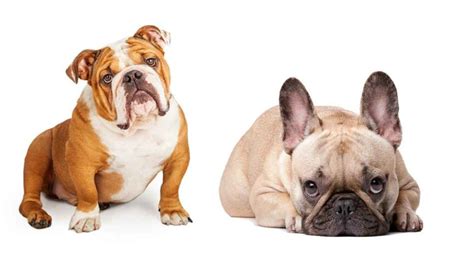 Is a French Bulldog English Bulldog Mix the Right Pet for You?