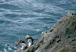 Tristan da Cunha Northern Rockhopper Penguins