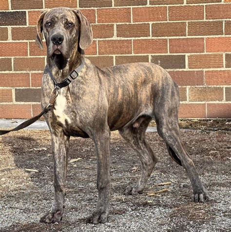 AKC Euro Blue Brindle Great Dane - Great Dane Puppies for Sale in ...