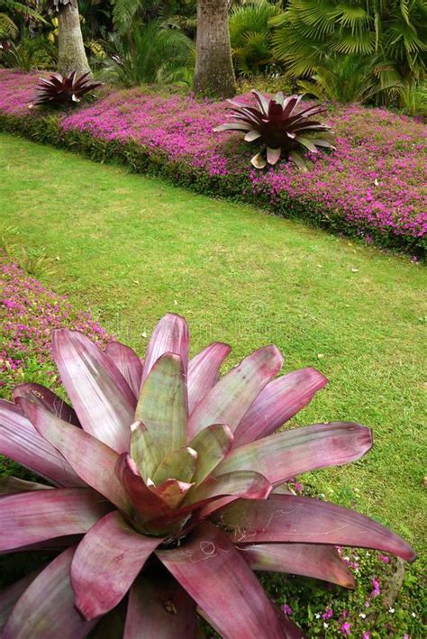 Garden: Purple Subtropical Bromeliads Stock Photo - Image of purple ...