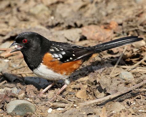 Meet the Spotted Towhee — Sacramento Audubon Society