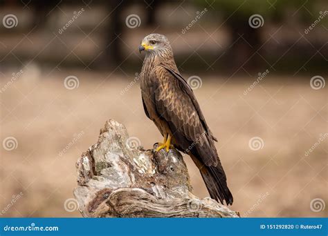 Milvus Milvus Perched on a Trunk Looking Stock Photo - Image of rapacious, ornithology: 151292820