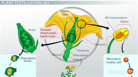 Fertilization in Plants | Definition, Process & Types - Lesson | Study.com