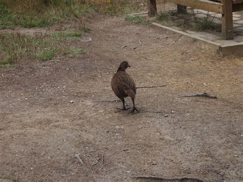 Queen Charlotte track and Sound 017 | Weka bird? | MAMcD2009 | Flickr