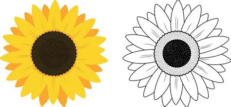 Sunflower Vector Art, Icons, and Graphics for Free Download