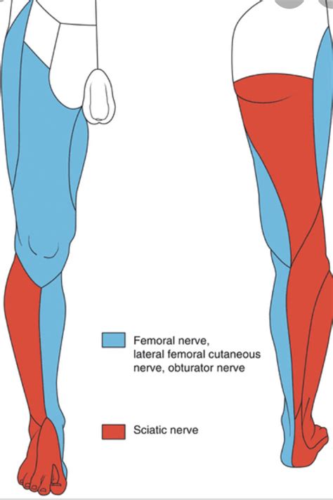 Femoral And Sciatic Nerve Diagram - vrogue.co