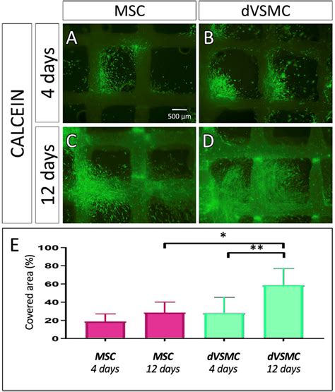 Assessment of cell viability. A-D. Viability staining with calcein at ...