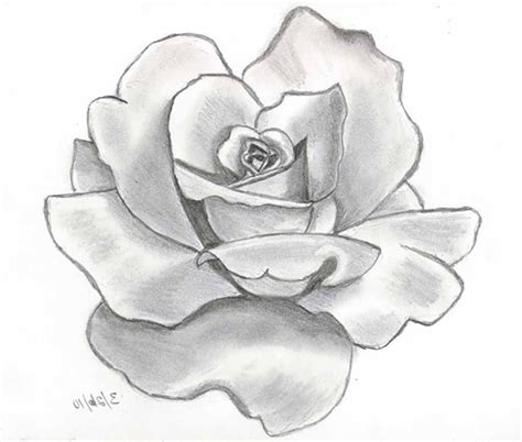 Image result for beginner charcoal drawing ideas | Flower sketch pencil ...