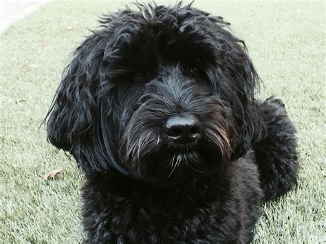 Finley our black labradoodle | Labradoodle haircut, Black labradoodle, Labradoodle grooming