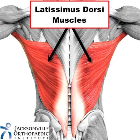 Latissimus Dorsi Muscles