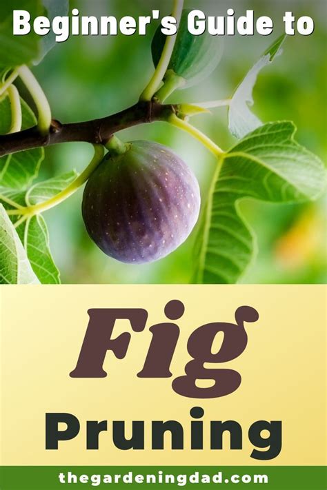 How to Prune Fig Trees (10 Most EFFECTIVE Tips) | Fig tree plant, Growing fig trees, Fig tree